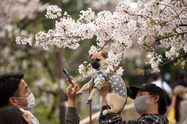 A man poses his dog in front of cherry blossoms at Inokashira Park in Tokyo on March 30, 2021. (Photo by Philip Fong/AFP Photo)