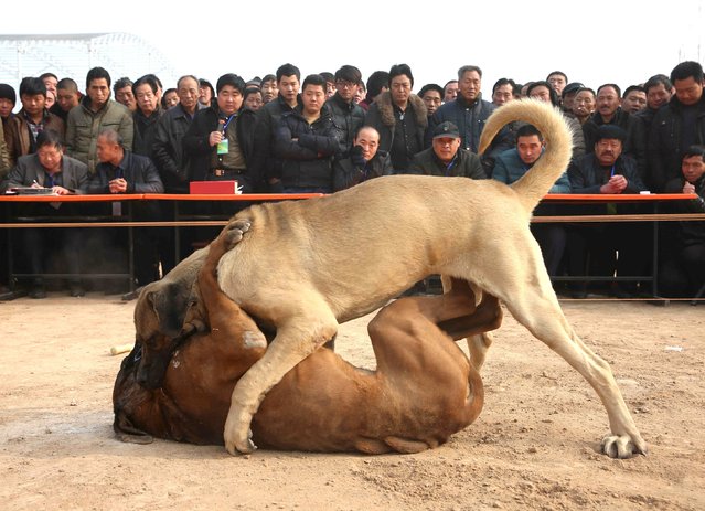 People watch dogs fight during a dog-fighting competition in Yuncheng, Shanxi province, China, December 28, 2015. (Photo by Reuters/Stringer)