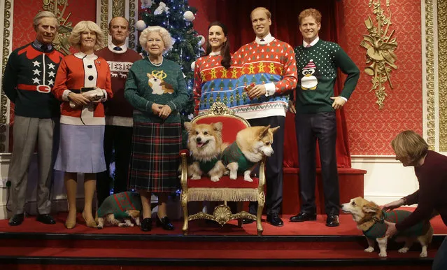 A dog owner tells her Pembrokeshire Welsh Corgi to “stay” as four Corgi dogs pose next to wax work models of the British Royal family wearing colorful Christmas themed jumpers for a charity Christmas Jumper Day campaign at Madame Tussauds wax works in London, Tuesday, December 6, 2016. The members of the royal family are from the left, Prince Charles Camilla, Duchess of Cornwall, Prince Phillip, Queen Elizabeth II, Kate, Duchess of Cambridge, Prince William, and Prince Harry.The Queen is well known for her love of this particular breed of dogs. (Photo by Alastair Grant/AP Photo)