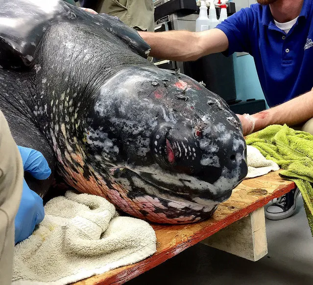 Workers at the South Carolina Aquarium in Charleston treat a 500-pound leatherback turtle in this undated handout photo obtained by Reuters March 9, 2015. The turtle, which was found stranded on a remote South Carolina beach, had low blood sugar corrected with fluids and is doing well, said Kelly Thorvalson, Sea Turtle Rescue Program manager at the aquarium.  REUTERS/South Carolina Sea Aquarium/Handout via Reuters  (UNITED STATES - Tags: ANIMALS ENVIRONMENT TPX IMAGES OF THE DAY
