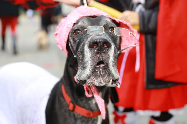 A Great Dane named Apollo is ready for the 28th Annual Tompkins Square Halloween Dog Parade at East River Park Amphitheater in New York on October 28, 2018. (Photo by Gordon Donovan/Yahoo News)