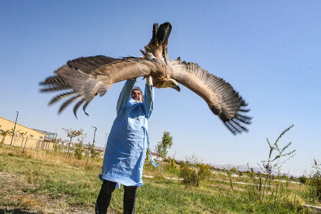 A personnel assists the endangered griffon vulture taking flight during his treatment after endangered griffon vulture is found injured and fatigued at the Van Yuzuncu Yil University (YYU) Wild Animal Protection and Rehabilitation Center in Van, Turkiye on September 19, 2023. It was determined that the vulture's exhaustion was a result of hunger. Following its treatment, the bird, which was placed in the center's garden and provided with care, to be released back into its natural habitat once it has fully recovered. (Photo by Mesut Varol/Anadolu Agency via Getty Images)