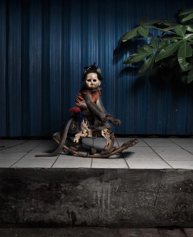 Terrifying Portraits of Indonesia’s Street-Performing Macaques