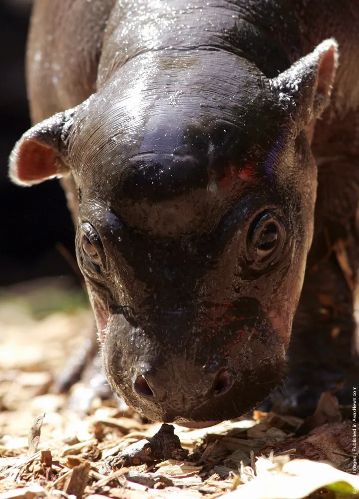 Baby Pygmy Hippopotamus