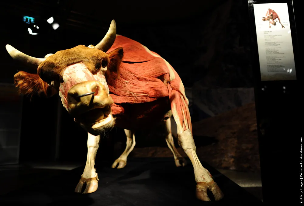 Body Worlds Animals Exhibition At Cologne Zoo
