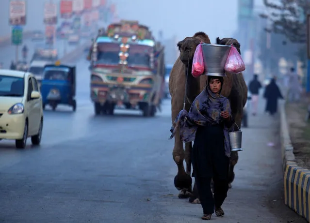 A girl leads her camels as she sells fresh camel's milk on the GT road Peshawar, Pakistan December 5, 2016. (Photo by Fayaz Aziz/Reuters)
