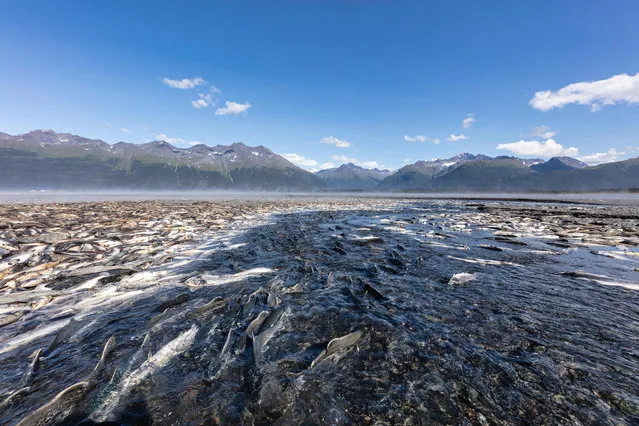 Spawning silver and pink salmon stranded by low tide lie rotting along a creek in Valdez in south-central Alaska. (Photo by Ray Bulson/Alamy Stock Photo)