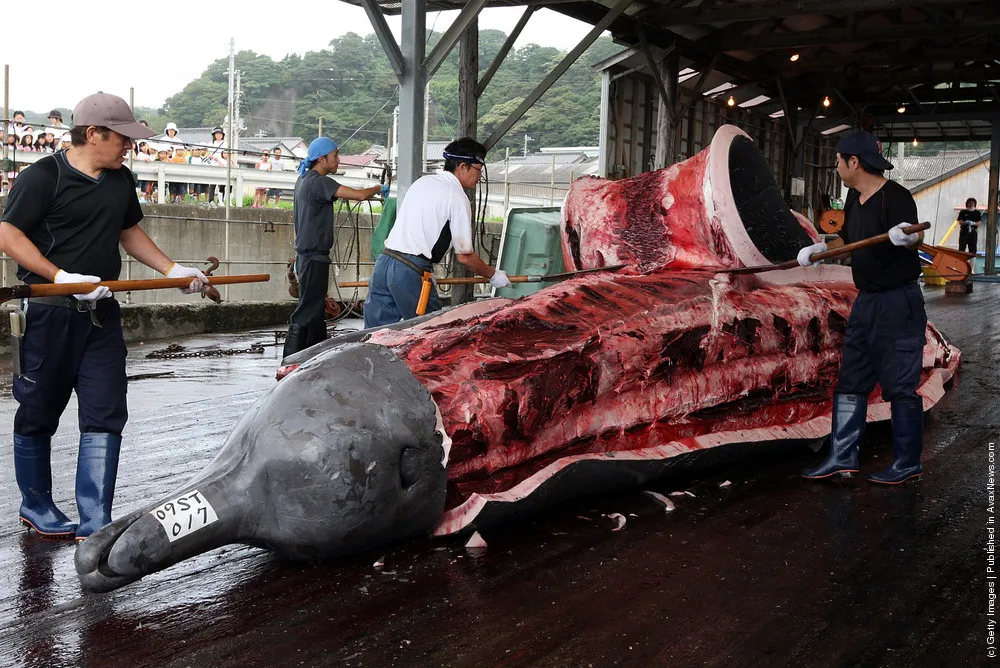 Fishermen Process Whale Caught In Approved Coastal Whaling