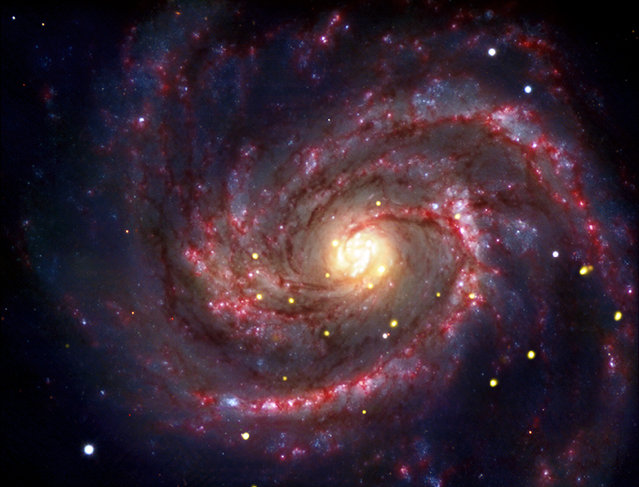 A supernova within the galaxy M100, that may contain the youngest known black hole in our cosmic neighborhood, is seen in this composite image released to Reuters November 15, 2010, Chandra's X-rays are colored gold, while optical data from ESO's Very Large Telescope are shown in yellow-white and blue, and infrared data from Spitzer are red. Earth's newest neighbor, a supernova spotted 30 years ago, appears to be a newborn black hole, astronomers reported on Monday. (Photo by Reuters/Chandra X-ray Observatory Center)