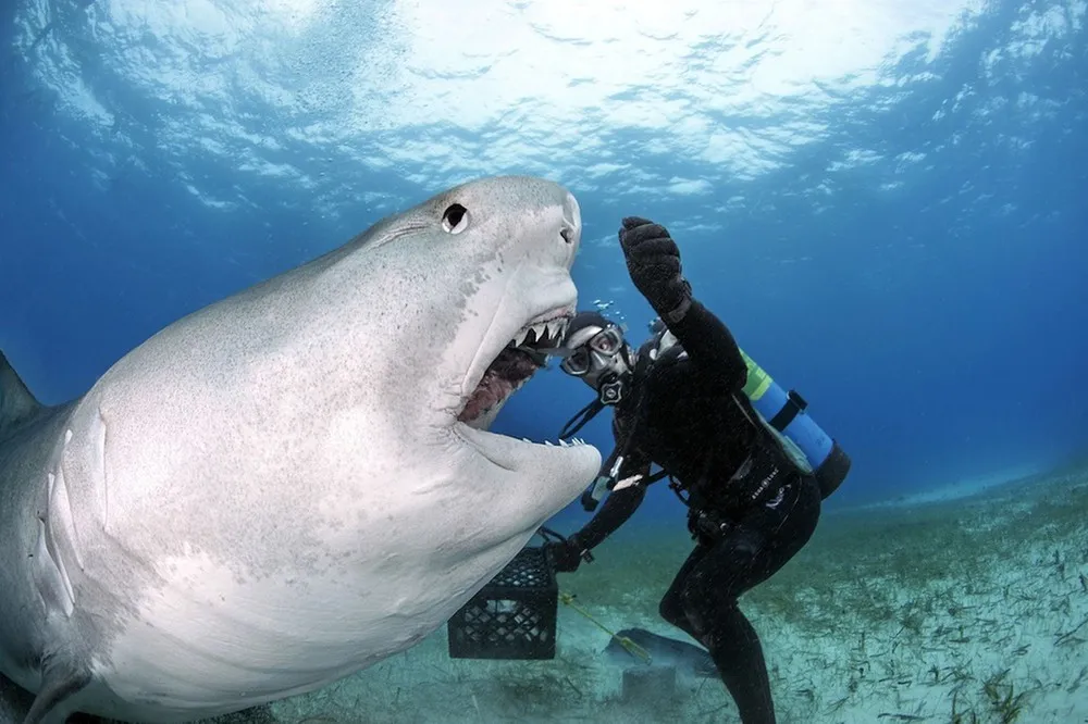 Dive with Tiger Sharks