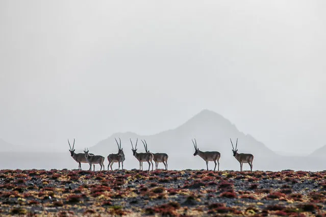 This photo taken on September 14, 2023 shows Tibetan antelopes at the Altun Mountains National Nature Reserve in northwest China's Xinjiang Uygur Autonomous Region. With an average altitude of 4,580 meters, the Altun Mountains National Nature Reserve covers a total area of 45,000 square kilometers and is a representative of plateau desert ecosystem in China. (Photo by Xinhua News Agency/Rex Features/Shutterstock)