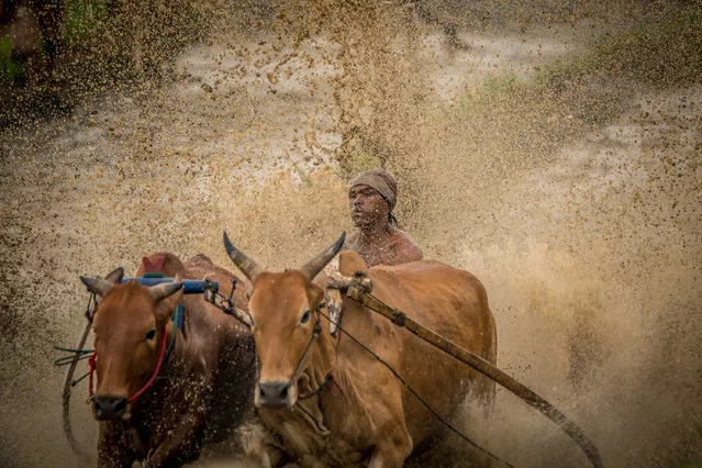 Jockey holds on to cows during race, on March 12, 2016 in Padang, West Sumatra, Indonesia. (Photo by Teh Han Lin/Barcroft Images)