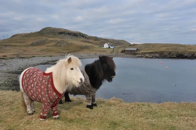 Shetland Ponies In Sweaters