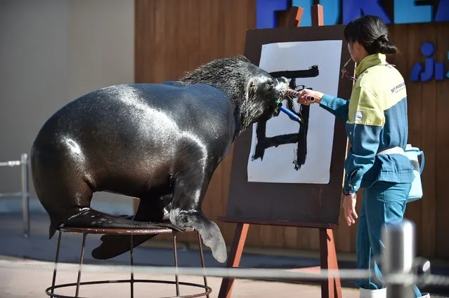 Sea lion “Chen” takes part in a calligraphy attraction to paint the Chinese character for “Rooster” at Hakkeijima Sea Paradise aquarium in Yokohama, suburban Tokyo on January 22, 2017. The event is to mark the upcoming Lunar New Year “Year of the Rooster” and is part of the aquarium's New Year's attractions until January 31. (Photo by Kazuhiro Nogi/AFP Photo)