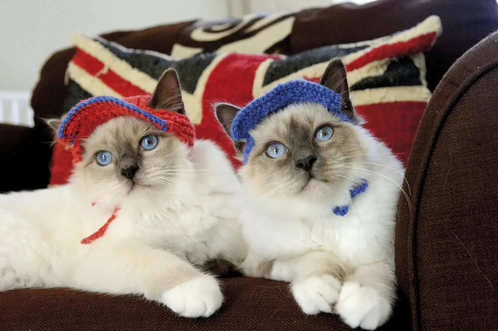 “Cats in Hats”