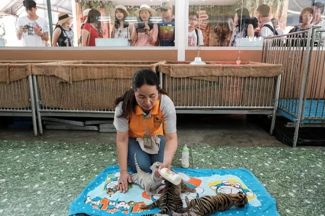 A zoo worker feeds milk to tiger cubs born on the first day of the Lunar New Year and Year of the Rooster at Sriracha Tiger Zoo in Chonburi province, Thailand, January 30, 2017. (Photo by Athit Perawongmetha/Reuters)