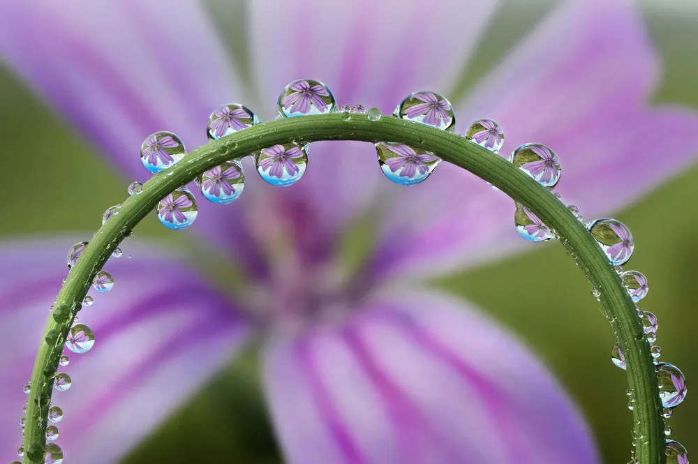 Beautiful Dew Drops