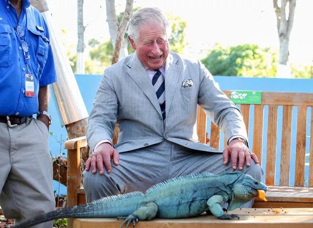 Britain's Prince Charles laughs with Peter, a blue iguana, at the Queen Elizabeth II Royal Botanic Park in Grand Cayman, Cayman Islands, March 28, 2019. (Photo by Chris Jackson/Pool via Reuters)