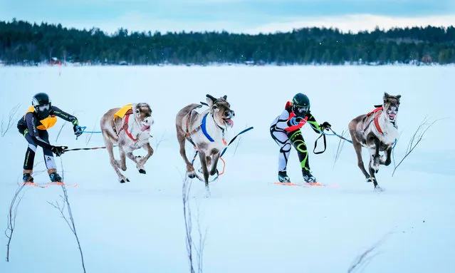 Two reindeers and their jockeys chase along an animal that runs loose as they approach the finish line on the 1 km ice track of the final in the BRP Poro cup reindeer race on a lake in Inari, northern Finland on March 31, 2019. The competition is a six-stage championship run in the north of Finland during the winter months since 1950. Competitors race on skis pulled by a reindeer on a 1000 meter u-shaped track on the snow. (Photo by Alessandro Rampazzo/AFP Photo)