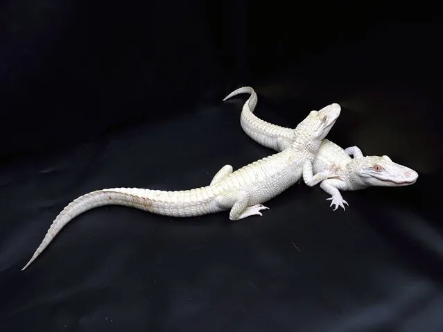 Two one-year-old albino alligators are the result of a captive breeding program aiming at protecting endangered species. (Photo by Eric Feferberg/AFP Photo)
