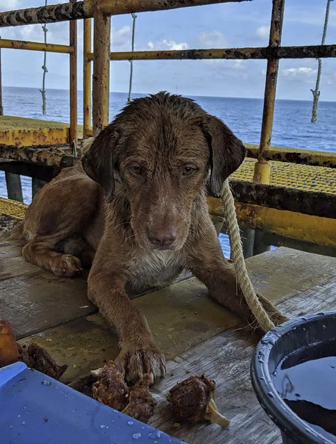 In this Friday, April 12, 2019, photo, a dog is being fed by an oil rig crew after the dog was rescued in the Gulf of Thailand. “Survivor” the dog is safely back on land after being found by oil rig workers swimming about 220 kilometers (135 miles) from shore in the Gulf of Thailand. Chevron Thailand worker Vitisak Payalaw posted on Facebook that the dog was sighted last Friday swimming toward the platform. Vitisak says the pup clung to the platform below deck without barking or whimpering. The workers think the dog fell off a fishing trawler. (Photo by Vitisak Payalaw via AP Photo)