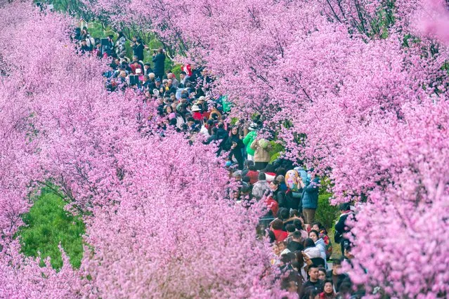 Plum blossoms light up a park in Chongqing, southwest China early March 2024. The plum blossom is the national flower of China and is said to symbolise resilience in the face of adversity because it blooms even in harsh winter conditions. (Photo by Li Hongbo/Avalon)