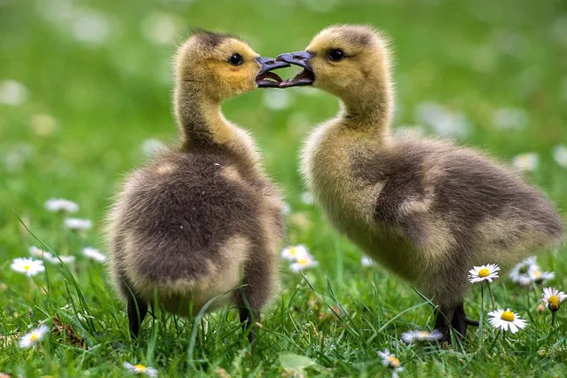 Two Canada goose goslings are pictured on a daisy meadow at the Volksgarten park in Duesseldorf, western Germany, on May 5, 2015. (Photo by Maja Hitij/AFP Photo/DPA)