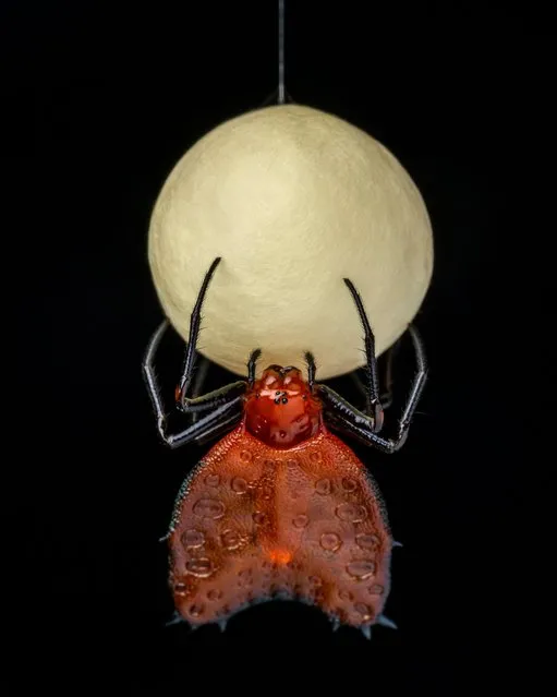 Building an egg case by Javier Aznar González de Rueda by Spain. While out on a night walk in the Amazon rainforest near Tena, Ecuador, Javier spotted this little female thorned heart orb weaver spider delicately constructing her egg case. Hanging from a strong silk thread, these female spiders spend hours encasing their eggs in a silken cocoon, which may contain several hundred eggs. On this dark night, the egg case resembled a pearly white full moon. (Photo by Javier Aznar González de Rueda/Wildlife Photographer of the Year 2021)