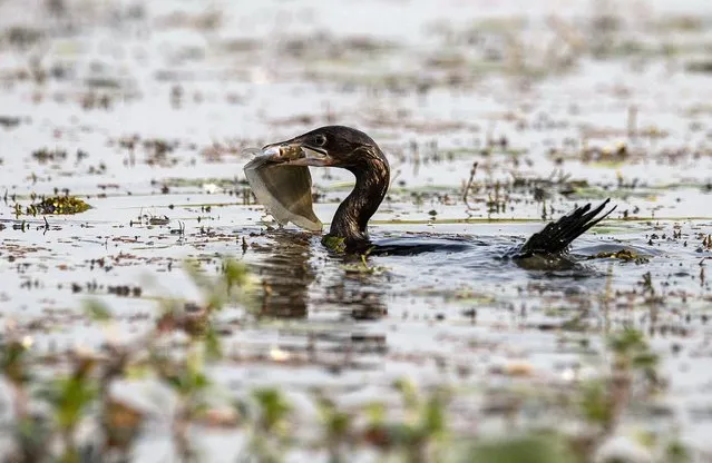 A little cormorant bird catches a fish in the Pobitora wildlife sanctuary on the outskirts of Gauhati, India, Friday, November 26, 2021. (Photo by Anupam Nath/AP Photo)