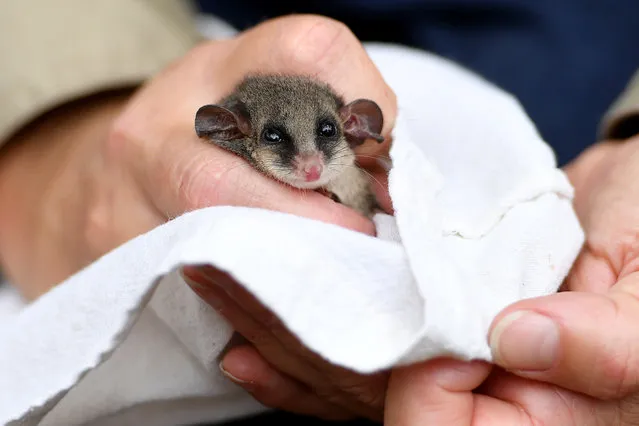 Australian Wildlife Conservancy Ecologist Viyanna Leo examines an Eastern Pygmy Possum at Manly’s North Head Sanctuary in Sydney, Tuesday, November 30, 2021. About 200 biodegradeable habitat pods will be field tested at North Head, which is the site of an ambitious mammal reintroduction program run by Australian Wildlife Conservancy. (Photo by Dan Himbrechts/AAP Image)