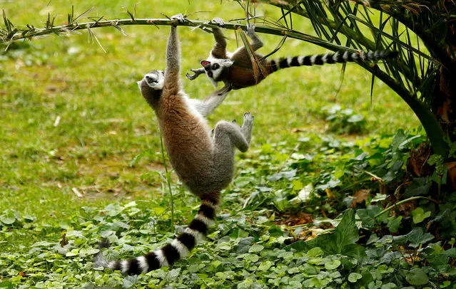 A newborn ring-tailed lemur clings to a branch at the zoo in Rome, Italy, May 30, 2019. (Photo by Yara Nardi/Reuters)