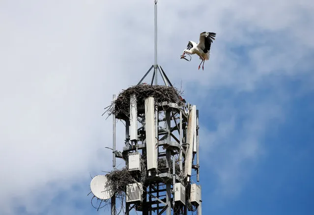 A white stork brings branches to its nest situated on a cell phone tower near Don Benito, Spain, April 13, 2016. (Photo by Paul Hanna/Reuters)