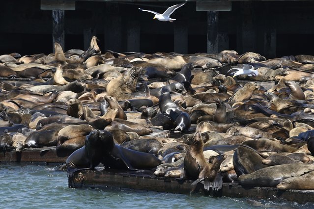 Hundreds of sea lions gather on the docks at Pier 39, Tuesday, April 30, 2024, in San Francisco. According to harbormaster Sheila Candor, the sea lion count has been the largest in 15 years. (Photo by Yuri Avila/San Francisco Chronicle via AP Photo)