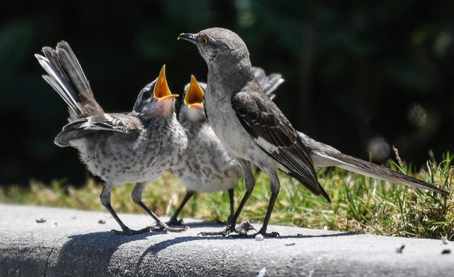 A pair of young Mockingbirds holler for their lunch from their parents in Viera, Fla. on April 26, 2024. (Photo by Craig Bailey/Florida Today via USA TODAY Network)