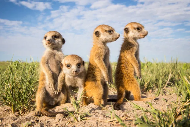 A group of baby Meerkats on January 2014 in Makgadikgadi, Botswana. These adorable Meerkats used a photographer as a look out post before trying their hand at taking pictures. The beautiful images were caught by wildlife photographer Will Burrard-Lucas after he spent six days with the quirky new families in the Makgadikgadi region of Botswana. Will has photographed Meerkats in the past and was delighted when he realised he would be shooting new arrivals. (Photo by Will Burrard-Lucas/Barcroft Media)