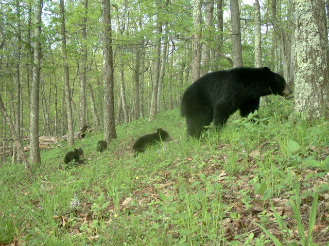 Black bears are found in the wilder parks of Virginia, where they are usually a relatively uncommon species. The exception is Shenandoah National Park, where one can photograph bears nearly as easily as white-tailed deer. At all sites, bears avoided trails with the most human traffic. (Photo by eMammal/Johns Hopkins University Press)