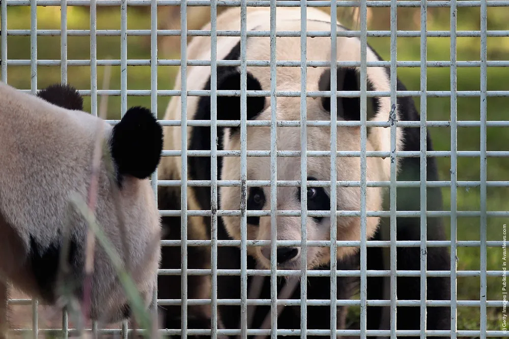 Two Giant Pandas Make Their First Appearance In Front Of The Media Since Arriving From China