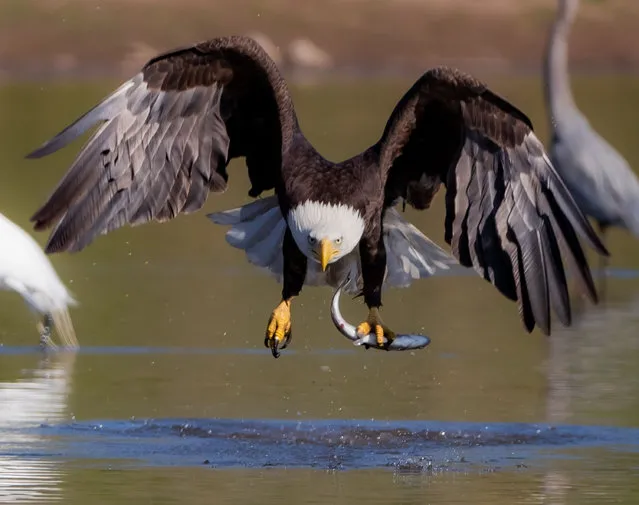Photo taken on February 7, 2022 shows a bald eagle catching fish at the Sandy Wool Lake in Milpitas, California, the United States. (Photo by Xinhua News Agency/Rex Features/Shutterstock)