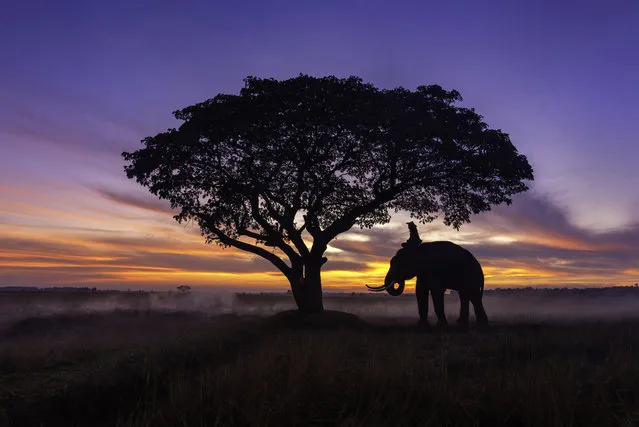 These eye-catching photographs capture the special relationship between a group of farmers and elephants – with a gorgeous sunset in the background. Vithun Khamsong, a civil engineer, shot the images earlier this year while visiting Surin, Thailand. Khamsong said: “My favorite is the one where the sunset can be seen behind the man and the elephant. I was impressed and wanted to capture this lifestyle for other people see it”. (Photo by Vithun Khamsong/Caters News Agency)