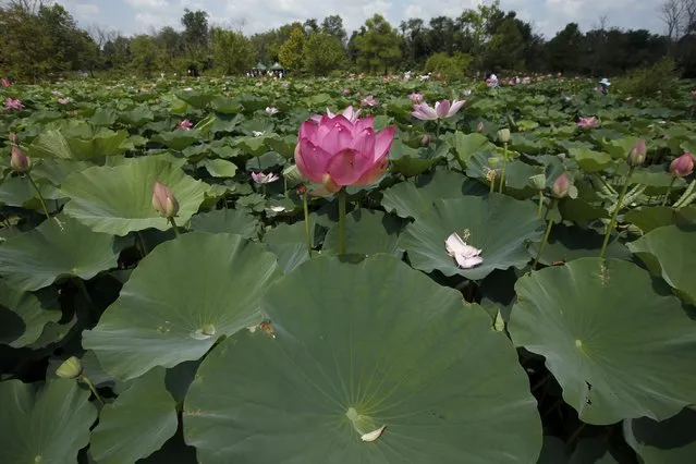 A fragrant lotus flower blooms in one of the ponds during the 2015 Lotus & Water Lily Festival at the Kenilworth Park and Aquatic Gardens, Saturday, July 11, 2015 in Washington. The one day event has been going on for at least 35 years according to the National Park Service, and over 6,000 people are expected. (Photo by Alex Brandon/AP Photo)