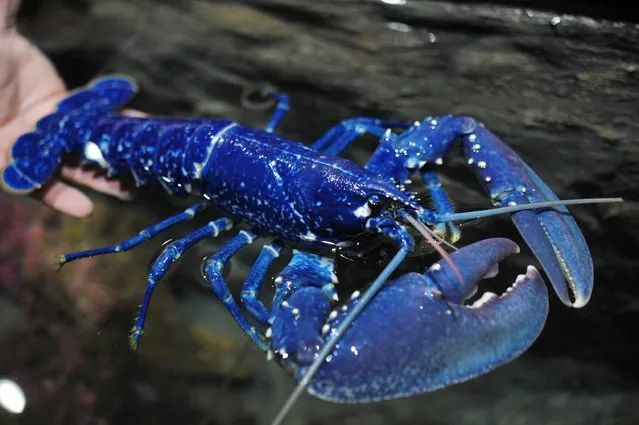 This picture taken on April 19, 2017, shows a blue lobster at Oceanopolis, a sea center in Brest, western of France. Scientists say that this specimen is extremely rare : one lobster among 2 or 3 millions is of blue color. This color is due to a genetic anomaly that develops an excess of crustacyanine, name of this blue pigment. (Photo by Fred Tanneau/AFP Photo)