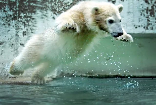 Baby polar bear Anori jumps in the pool of its enclosure at the zoo in Wuppertal, western Germany, on June 6, 2012. Anori was born on January 4, 2012 and has the same father as world famous polar bear Knut, who died in 2011. (Photo by Claudia Otte/AFP Photo)