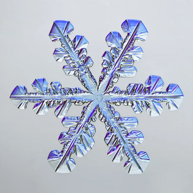 5th Place: Caleb Foster, Caleb Foster Photography, Jericho, Vermont, USA. Snowflake. Transmitted Light, 4x (Objective Lens Magnification). (Photo by Caleb Foster/Nikon's Small World 2019)