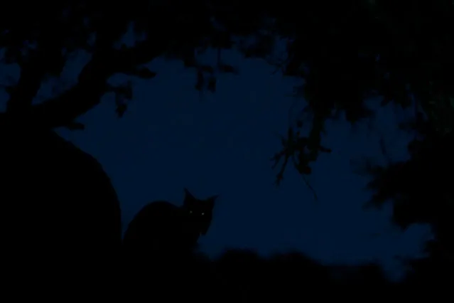 Overall winner: The Ghost – Eduardo Blanco Mendizabal (Spain). “Early this year I visited the nature park of Sierra de Andújar in Andalusia to look for the most endangered species of wild cats in Europe, the Iberian lynx ( Lynx pardinus). One evening I discovered a lynx right beside the road. The animal hardly took any notice but proceeded to groom itself quietly. Even the headlights of my car did not bother it. I took many photographs, but only in this one shot the lynx’s eyes light up ghostlike”. (Photo by Eduardo Blanco Mendizabal/2019 GDT European Wildlife Photographer of the Year)