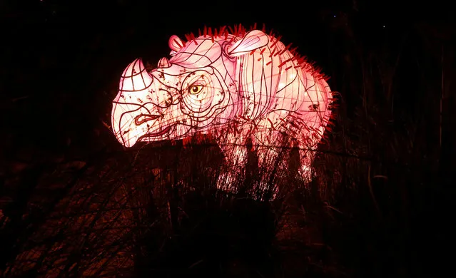 A giant lantern in the shape of a rhinoceros sits among grasses during a preview of Taronga Zoo's inaugural contribution to the Vivid Sydney light festival, the annual interactive light installation and projection event around Sydney, Australia, May 24, 2016. (Photo by Jason Reed/Reuters)