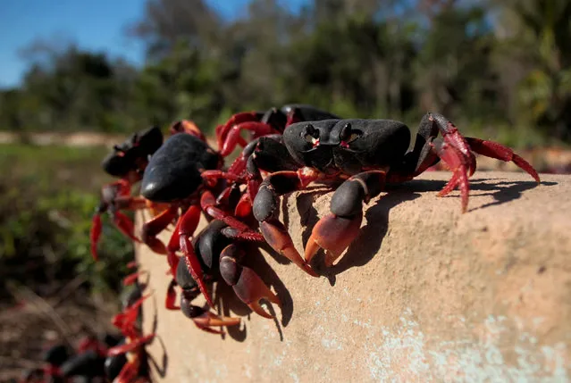 Migrating crabs climb a wall while walking from the forest to cross the road and down to the coast to spawn in the sea around the Bay of Pigs in Playa Larga, Cuba on March 24, 2022. (Photo by Reuters/Stringer)
