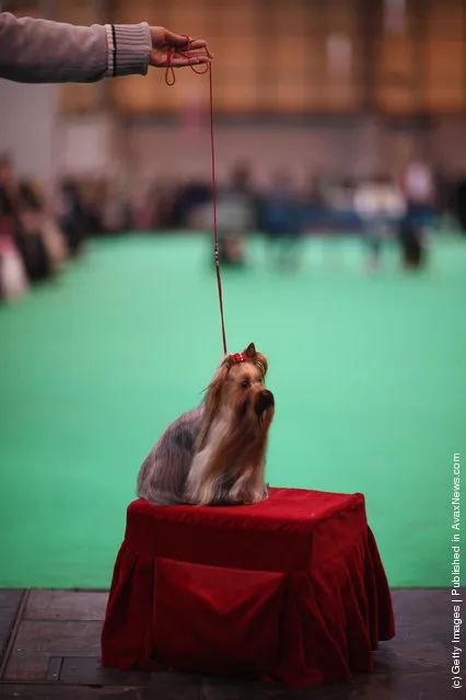 Dogs and their owners attend Day one of Crufts at the Birmingham NEC Arena