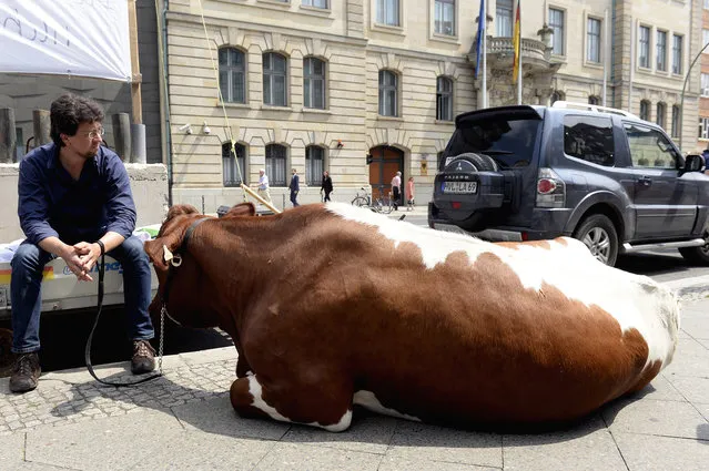 A farmer and his cow “Cilly” wait for results of the “Milchgipfel” (lit. Milk summit) which takes place at the German Ministry of Food and Agriculture in Berlin, Germany on May 30, 2016. Minister of Food and Agriculture Christian Schmidt met with representatives of agriculture and dairy farming to evaluate measures to help dairy farmers in light of plummeting milk prices. (Photo by Maurizio Gambarni/EPA)