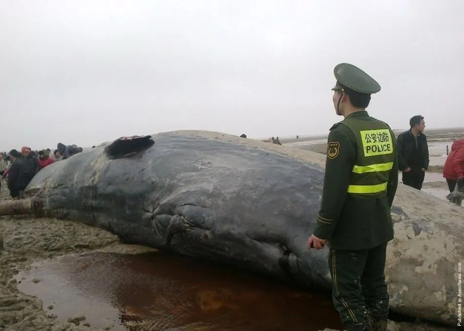 Sperm Whales Die in China
