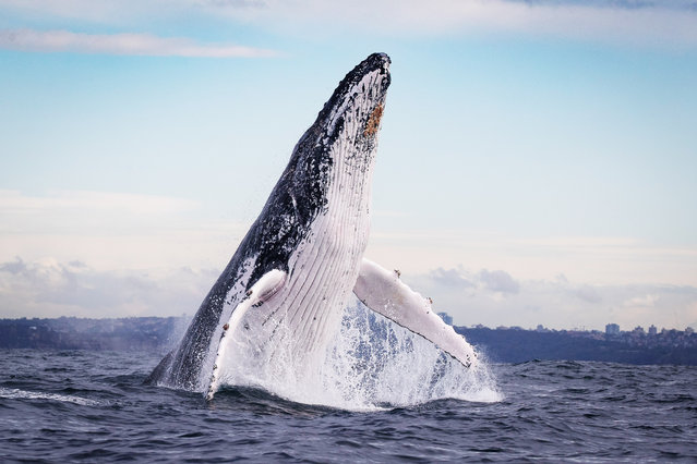 A humpback whale breaches off the coast of Sydney on August 7, 2024. The animals can measure up to 17m and weigh up to 40 tonnes. (Photo by John Goodridge/Magnus News)